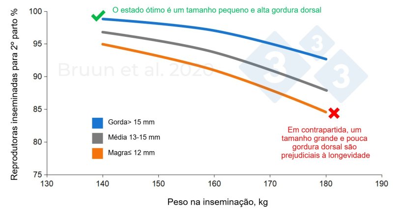 Rela&ccedil;&atilde;o entre o peso e a espessura da gordura dorsal da porca prim&iacute;para &agrave; primeira cobri&ccedil;&atilde;o e a sua vida produtiva e longevidade. Bruun et al. (2020): Relat&oacute;rio de ensaio n.&ordm; 1206, SEGES Innovation
